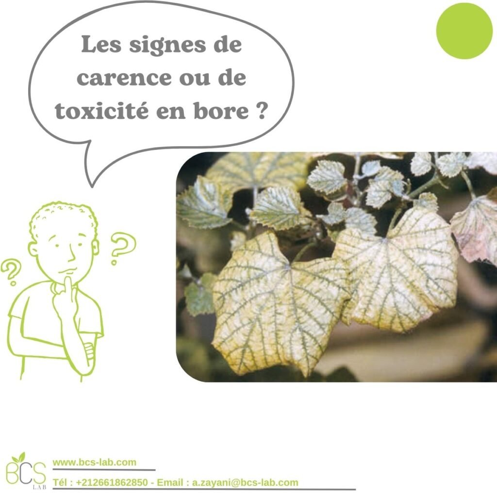 La toxicité du Bore BCS LAB